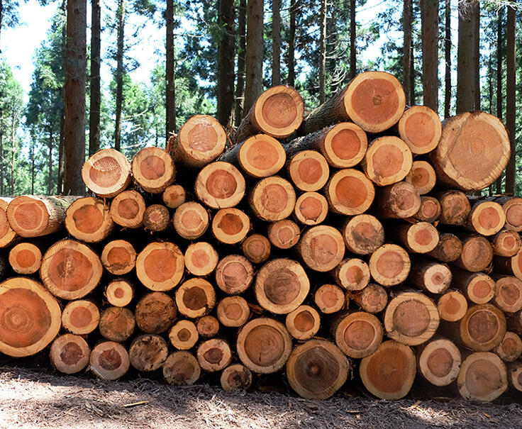 「木」が建物になるまで～国産材の流通構造 第1回 木材業界の全体像。木材流通の川上・川中・川下って何？