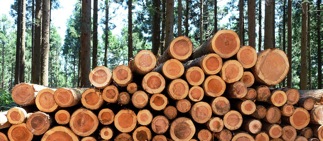 木」が建物になるまで～国産材の流通構造 第1回 木材業界の全体像。木材流通の川上・川中・川下って何？ 木で建ててみよう 前田建設×木