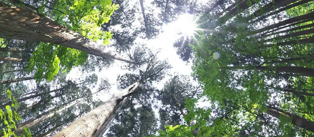 森を利用することで、森を育てる。前田建設が森林保全活動をする理由。