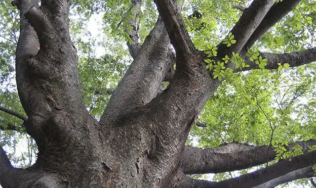 日本人はこうして夏を乗り切ってきた。木造建築の知恵と工夫