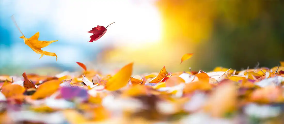 木々の冬支度。紅葉から落葉までの仕組み