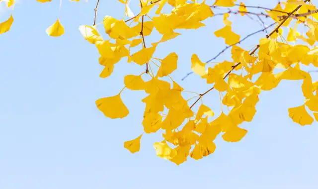 紅葉と黄葉。木の葉が色づく仕組み