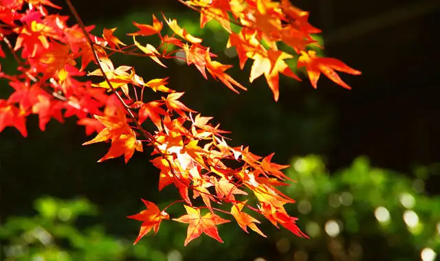 落葉(らくよう)と落ち葉の役割
