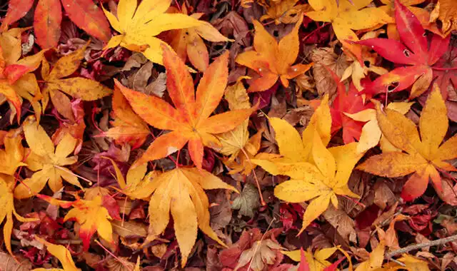 落葉(らくよう)と落ち葉の役割