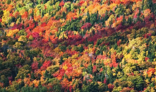 葉を落とす木と、落とさない木があるのはなぜ?落葉樹と常緑樹の違い