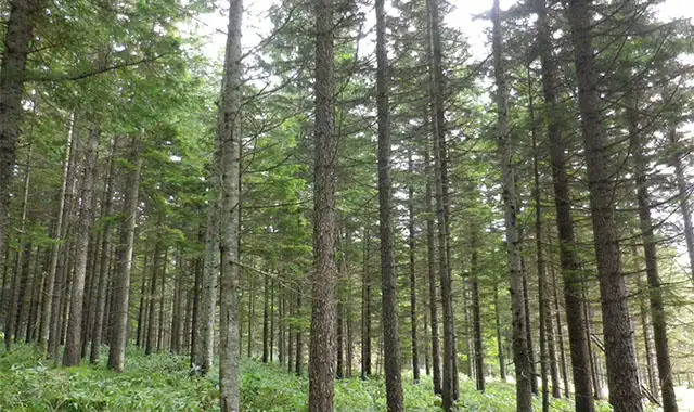 「北海道でピアノの材料、アカエゾマツを育てる」