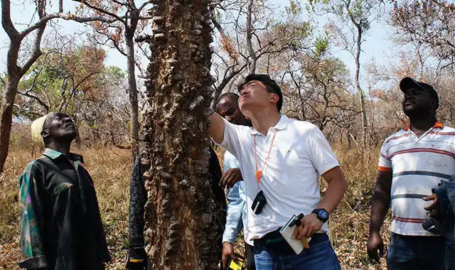 「北海道でピアノの材料、アカエゾマツを育てる」